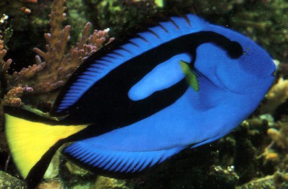 十大最好看的观赏鱼图片大全,十种最漂亮的观赏鱼图片