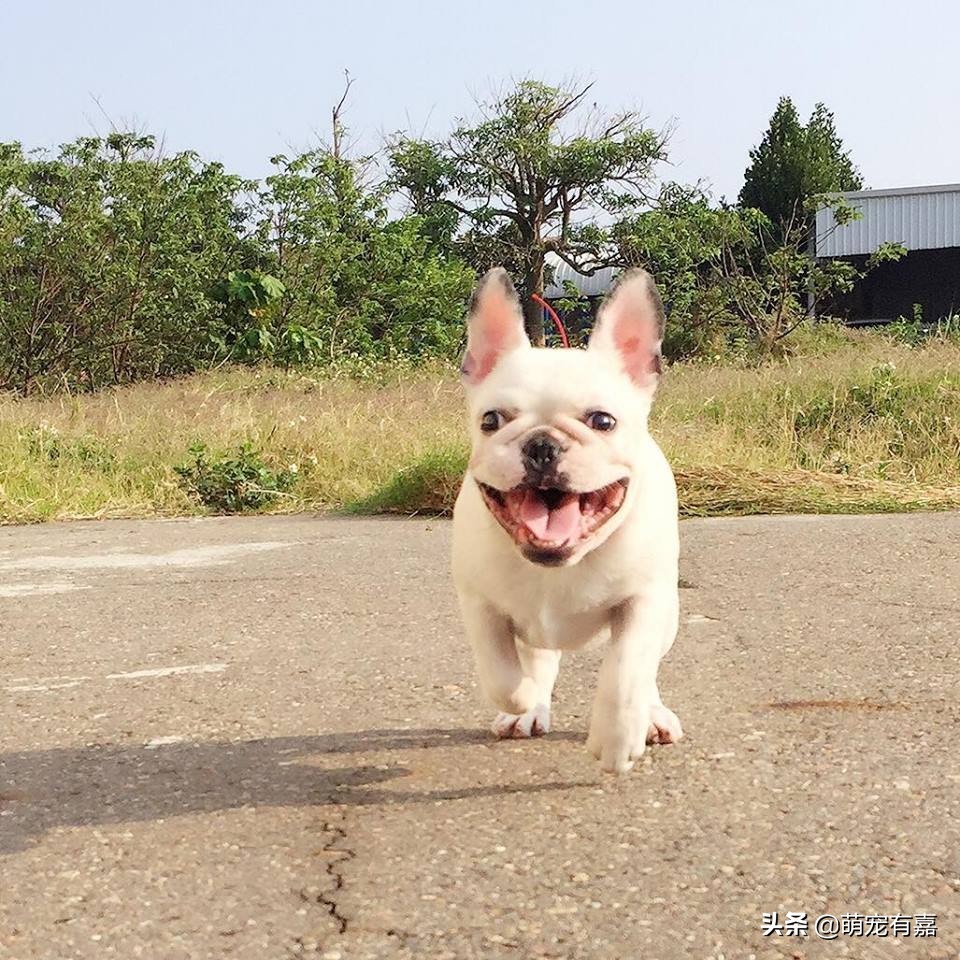 关于狗狗警惕性的冷知识,关于狗狗的十条冷知识