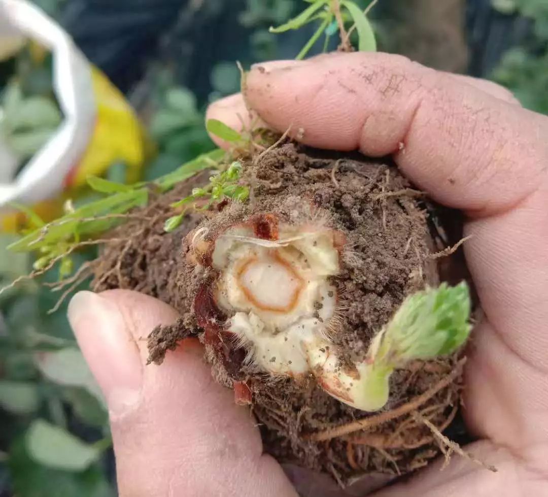 草莓移栽后死苗是什么原因,草莓预防死苗灌根最佳配方