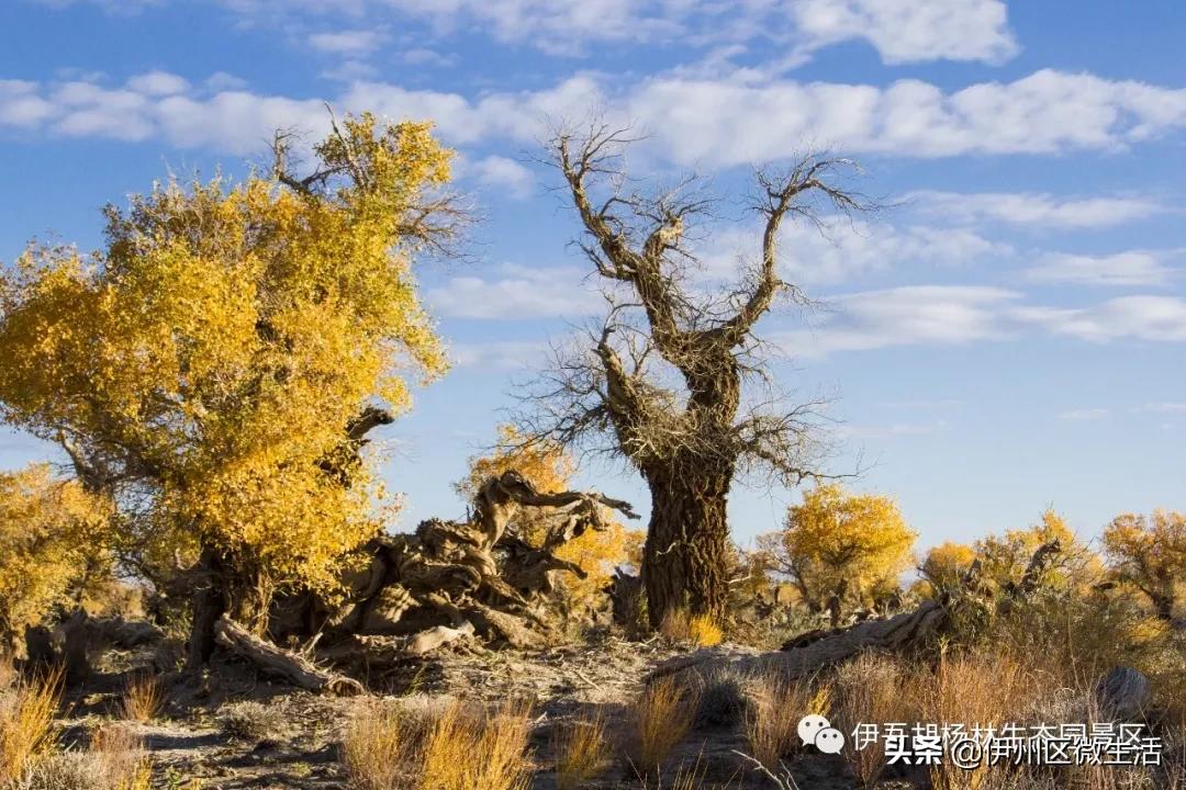 新疆哈密地区伊吾县,新疆哈密伊吾县视频