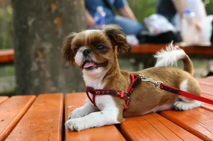 绝育后的狗狗会长胖吗,猫咪绝育后怎么减肥