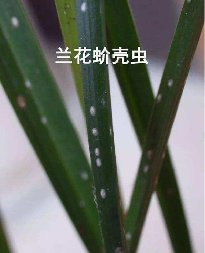 兰花长蚧壳虫怎么回事,兰花蚧壳虫用大蒜水治