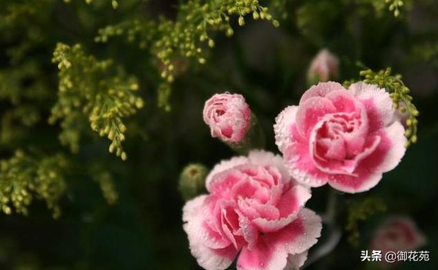 母亲节送康乃馨配什么花最适合,母亲节送康乃馨花怎么送