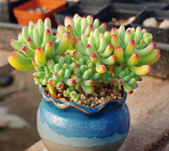 多肉淋雨了怎么处理,多肉夏季淋雨了要怎么处理