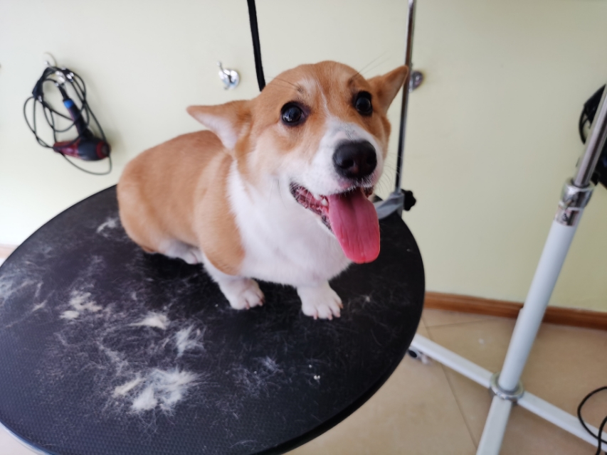 新手养狗指南养狗必备的13件用品,新手铲屎官养狗推荐