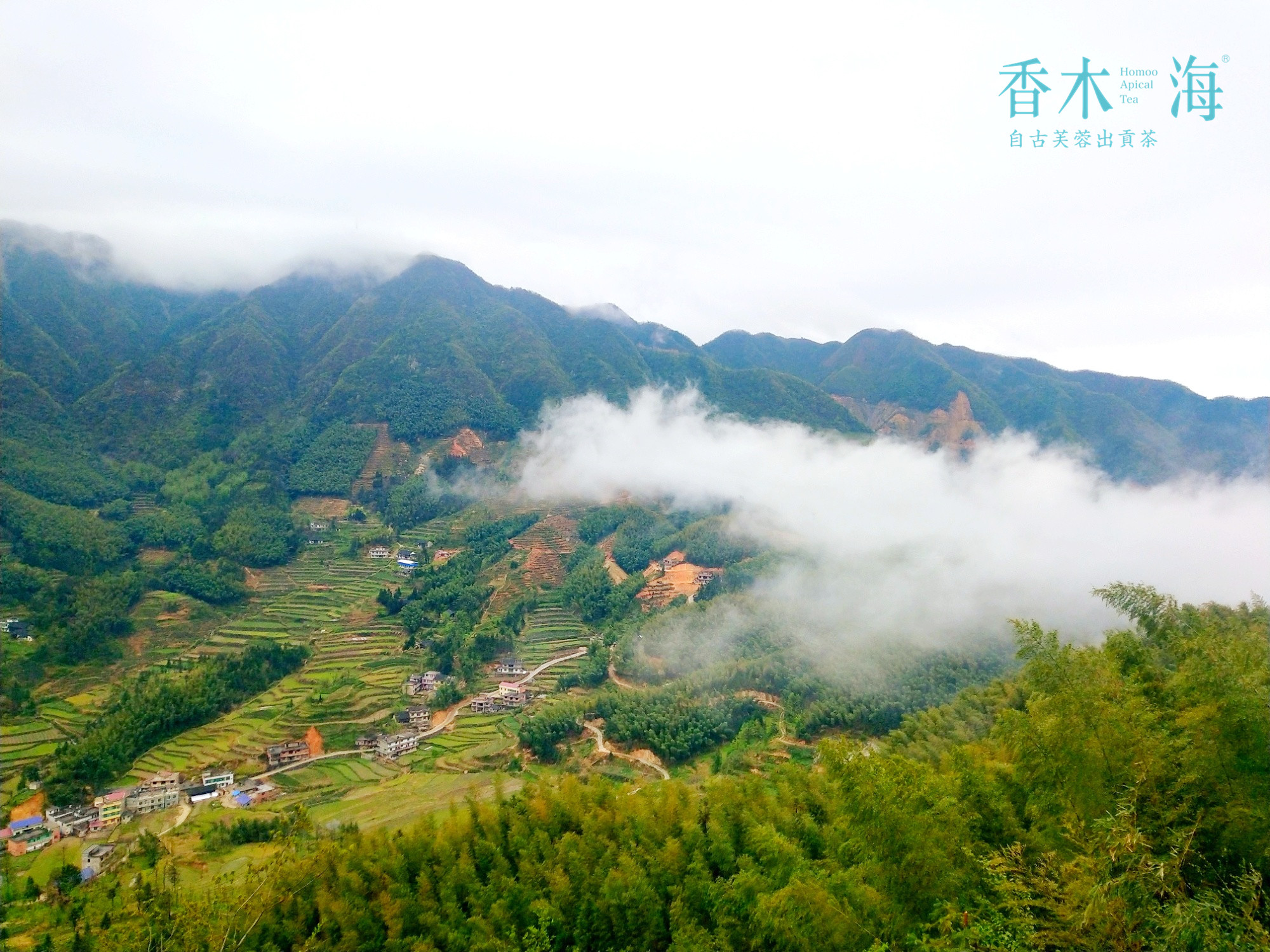 怎么鉴别铁观音茶叶的好坏,怎样挑选茶叶才是好茶