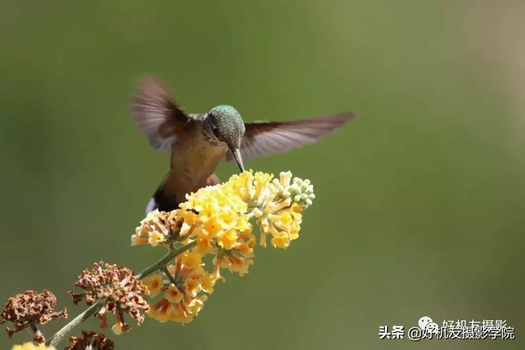 手机拍鸟镜头拍摄技巧,拍摄鸟片后期技巧有哪些