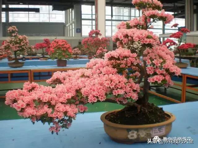 刚栽的杜鹃花蔫了怎么办,杜鹃花死了一半怎么回事