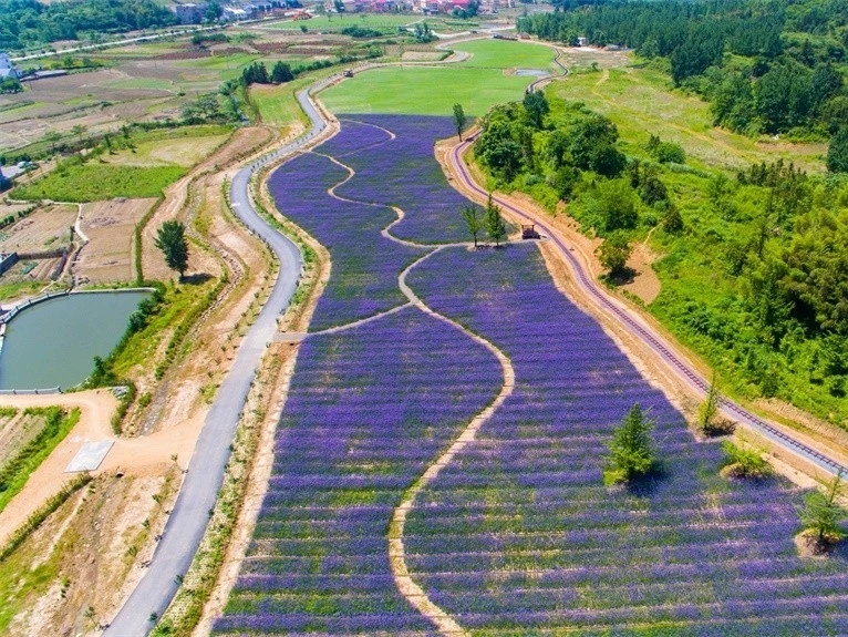 九江哪个地方有花海,江西九江花海