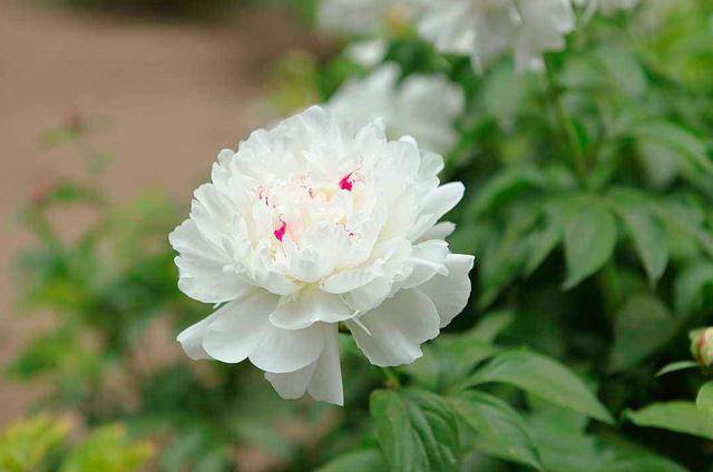 牡丹作为中国国花的特点,牡丹到底是不是中国的国花