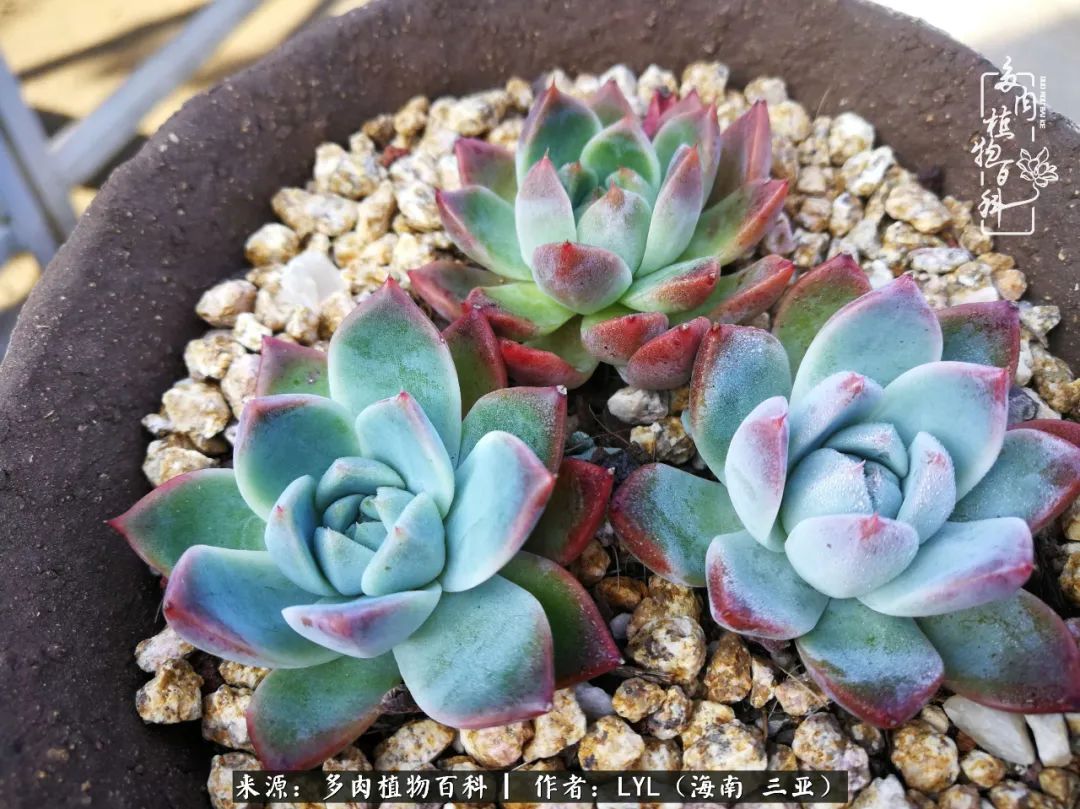 养多肉一年花了3万,养多肉一千多盆