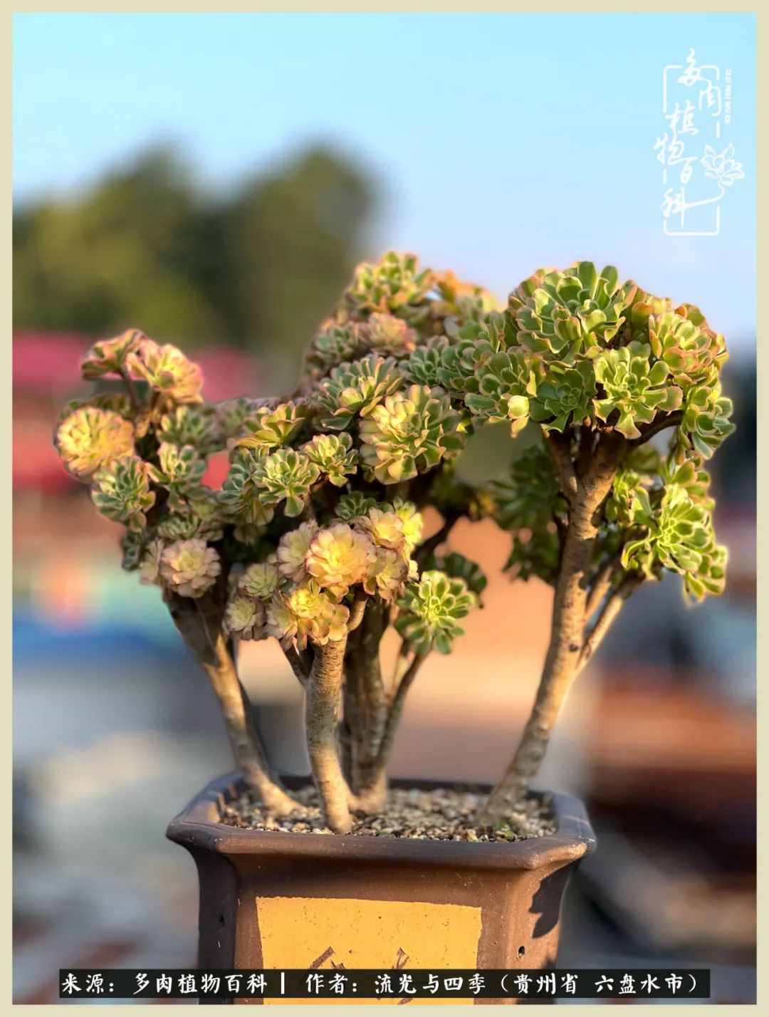 国庆假期你快乐吗?来,凉都美肉与你相伴一一小乌木的霸气东云