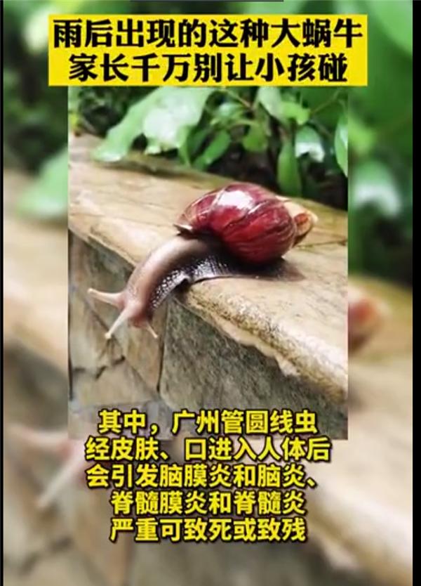 一次可产700粒卵，非洲大蜗牛能吃？摸它就可致命，它到底有多毒