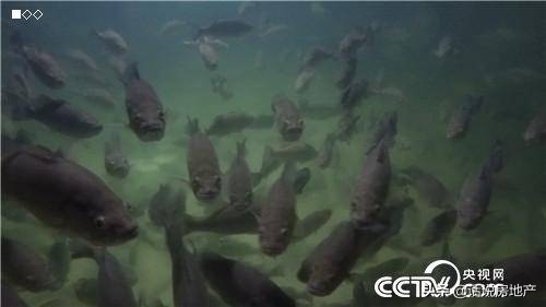 张高立：会跑步的鱼让他一年卖了6000万