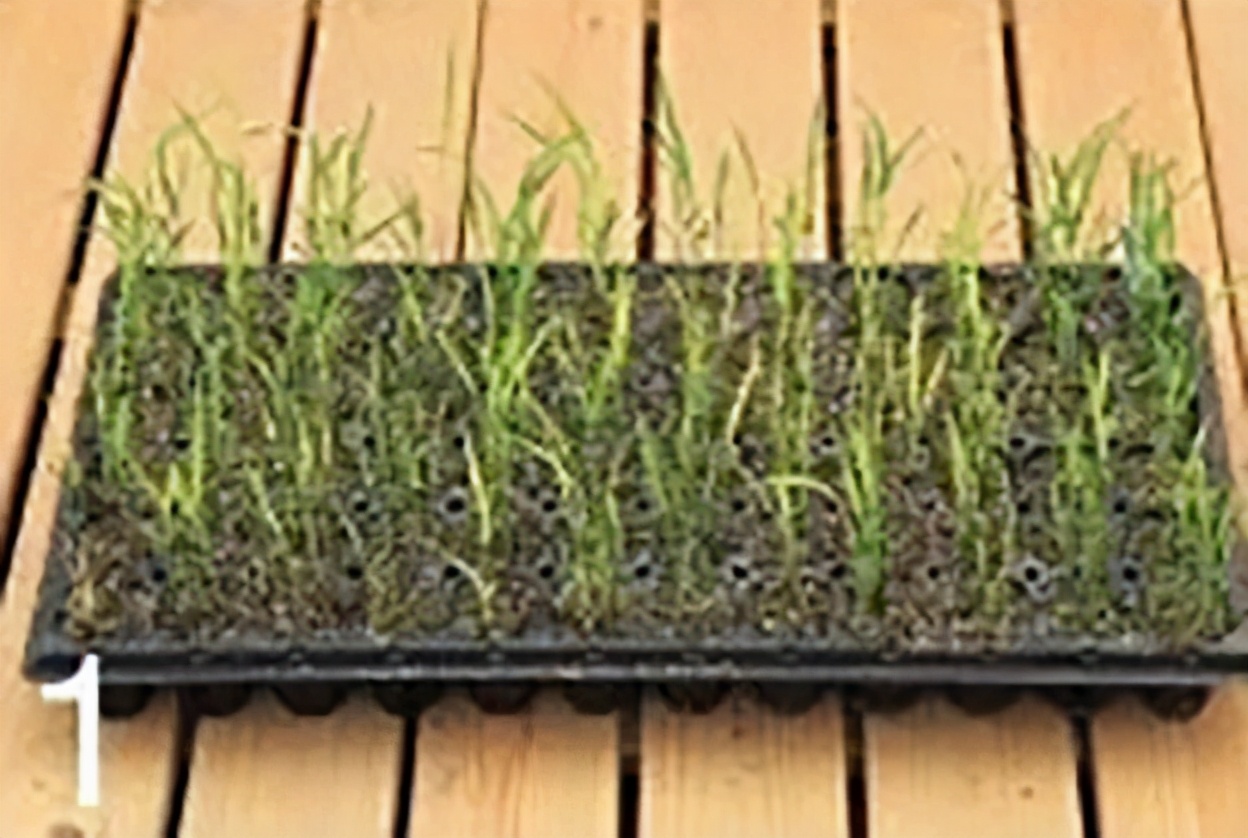 “大米熟了”，不是锅里煮的，而是阳台上栽的，一起来采摘吧