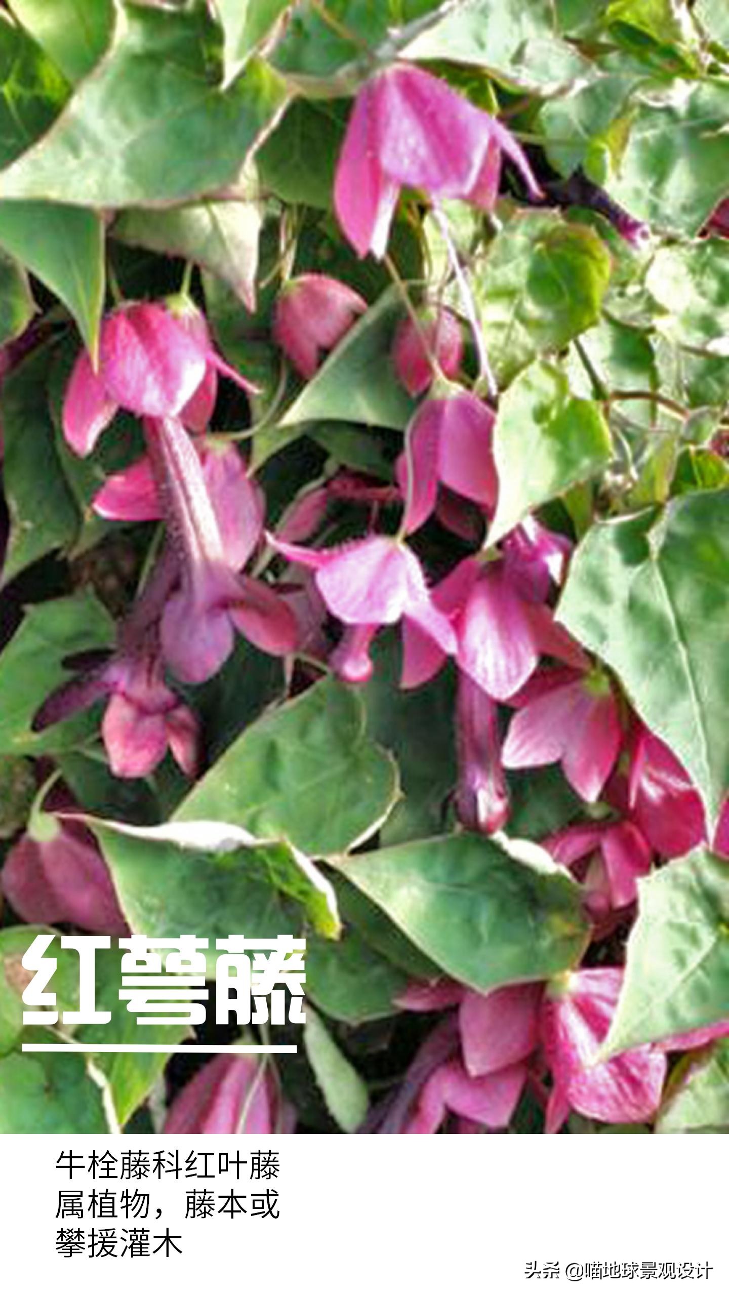 意大利常见的爬藤植物,25种爬藤植物