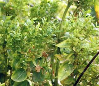 枣树为什么光长小叶不伸枝,枣树长了茂密的叶子是咋回事