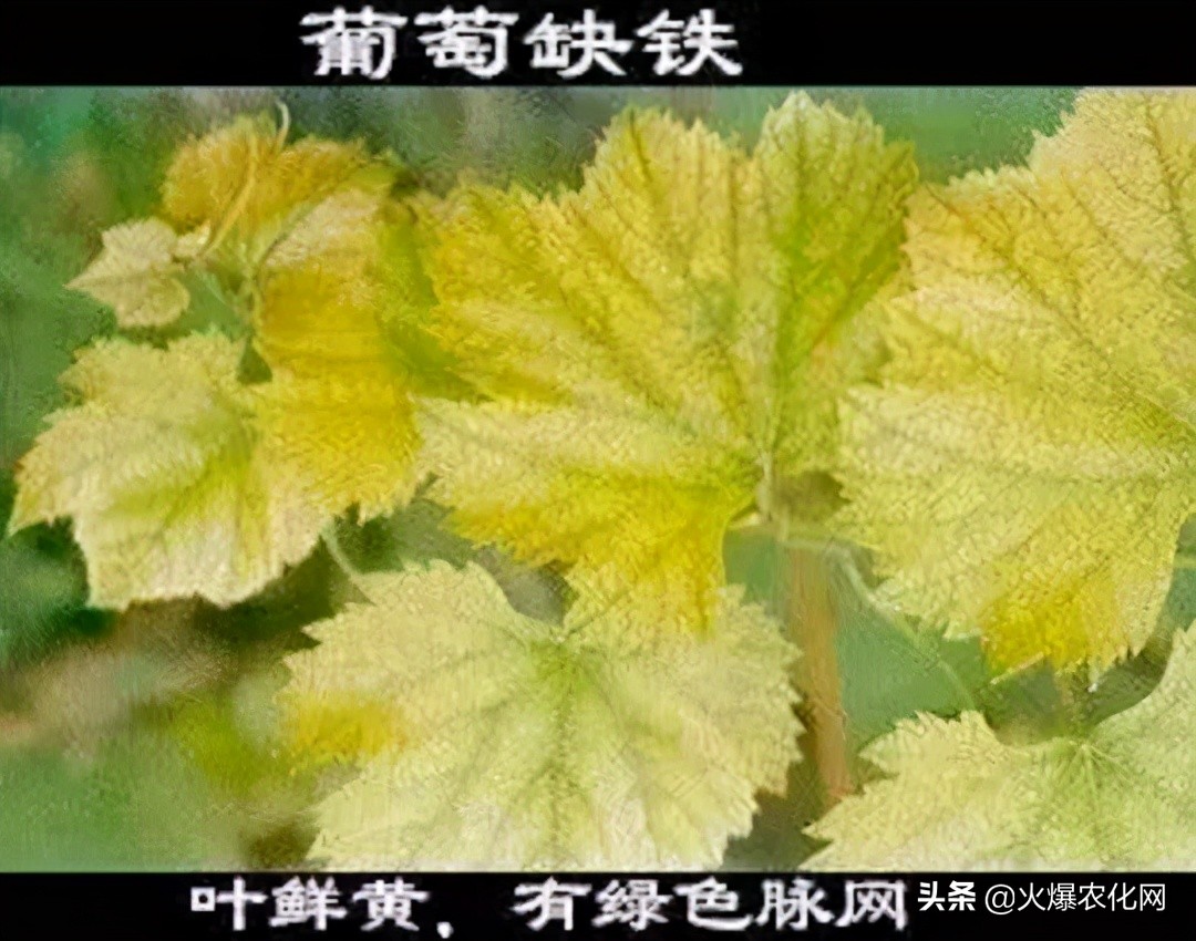 保花保果补硼,果树花前补硼有什么好
