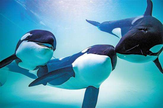 体型惊人的大白鲨,为什么大白鲨会害怕虎鲸