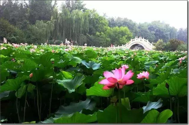 太全了！保定各县区的代表性景点，来保定旅游去这些地准没错