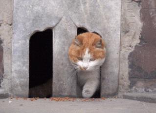 猫咪是一种特殊的液体你知道吗,猫咪为什么是液体形成的