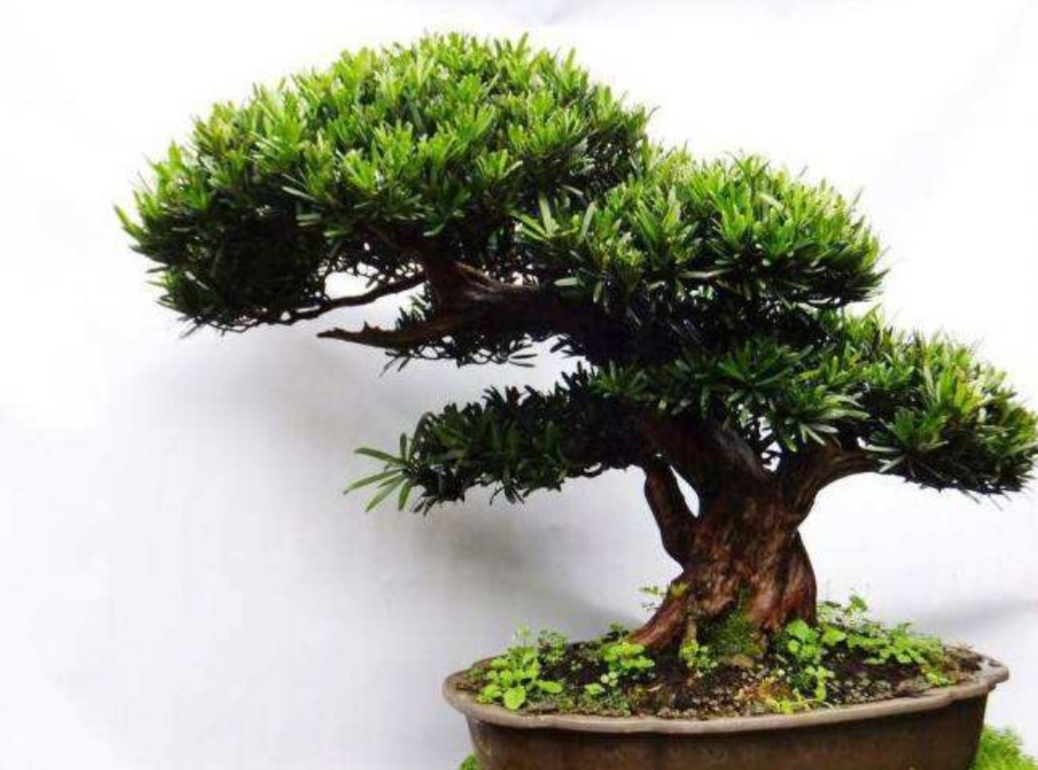 罗汉松盆景养殖方法和注意事项,罗汉松盆景怎么养长得好