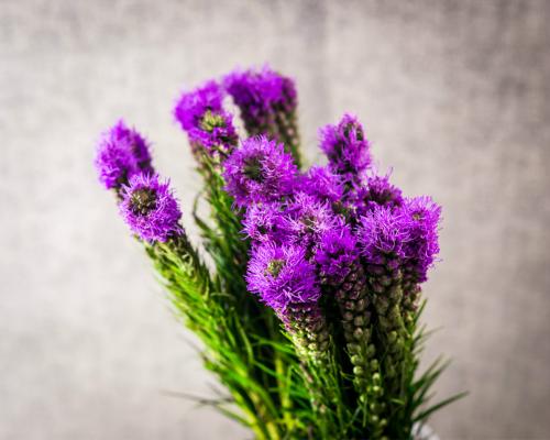 花艺插花常见花名有哪些,鲜花插花的技巧有哪些