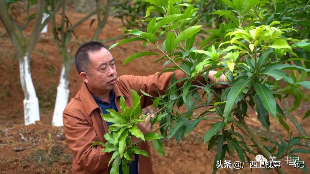 右江河畔好风光,百色右江河畔