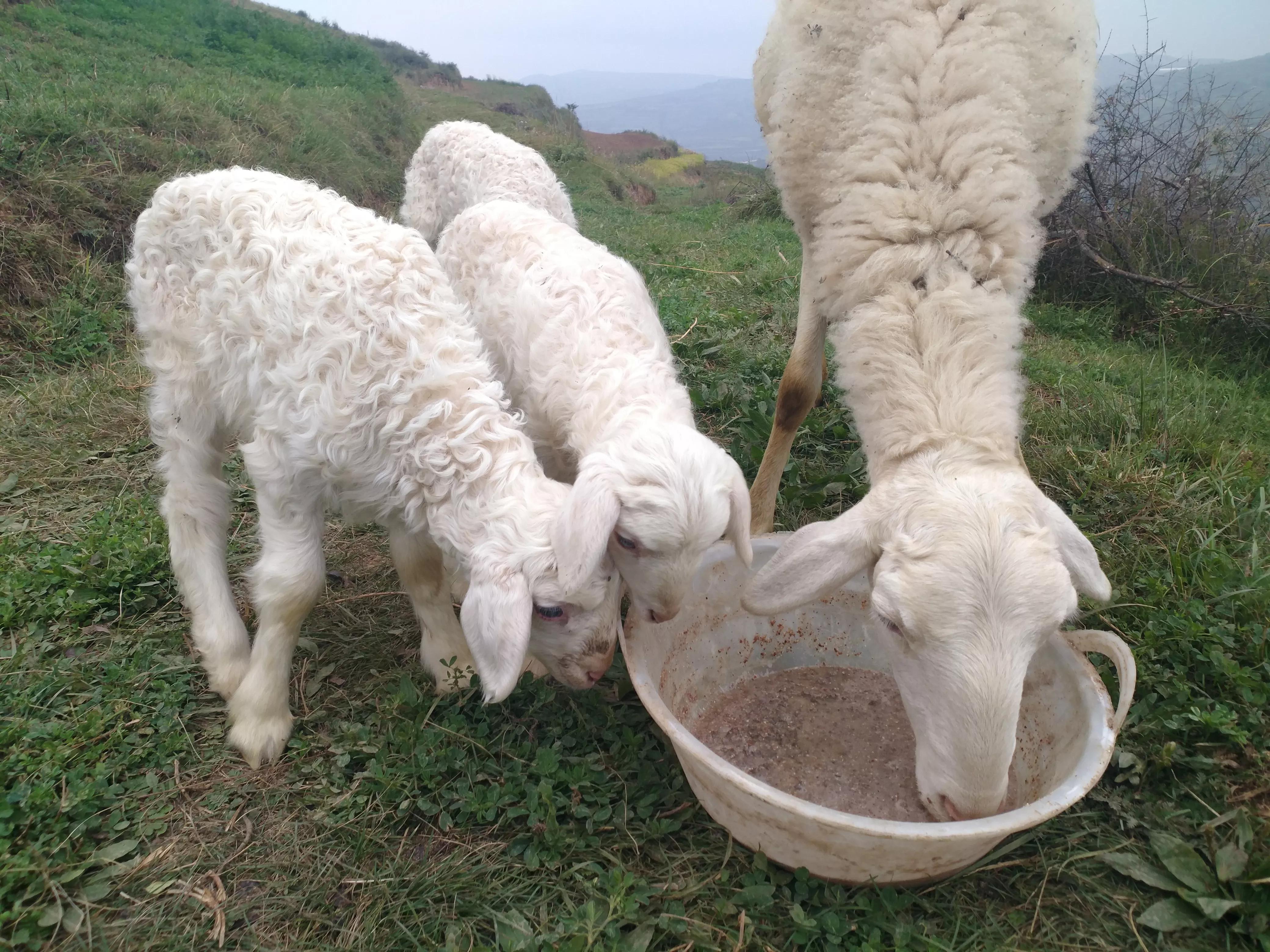 养殖一头母猪赚多少钱,农村养殖五头母猪能不能赚钱
