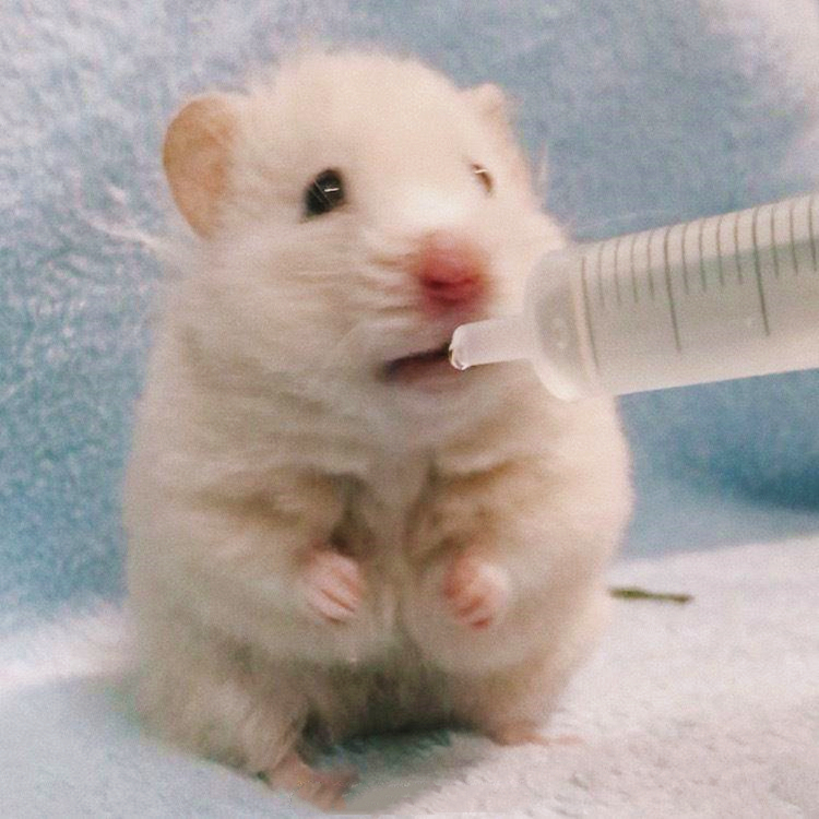 仓鼠试吃肥宅快乐水,因味道太好表示还要喝,但主人坚决不喂