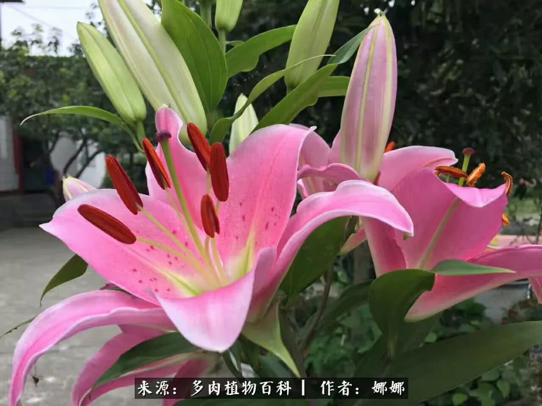 篱笆花开情常在，守你一生不变！