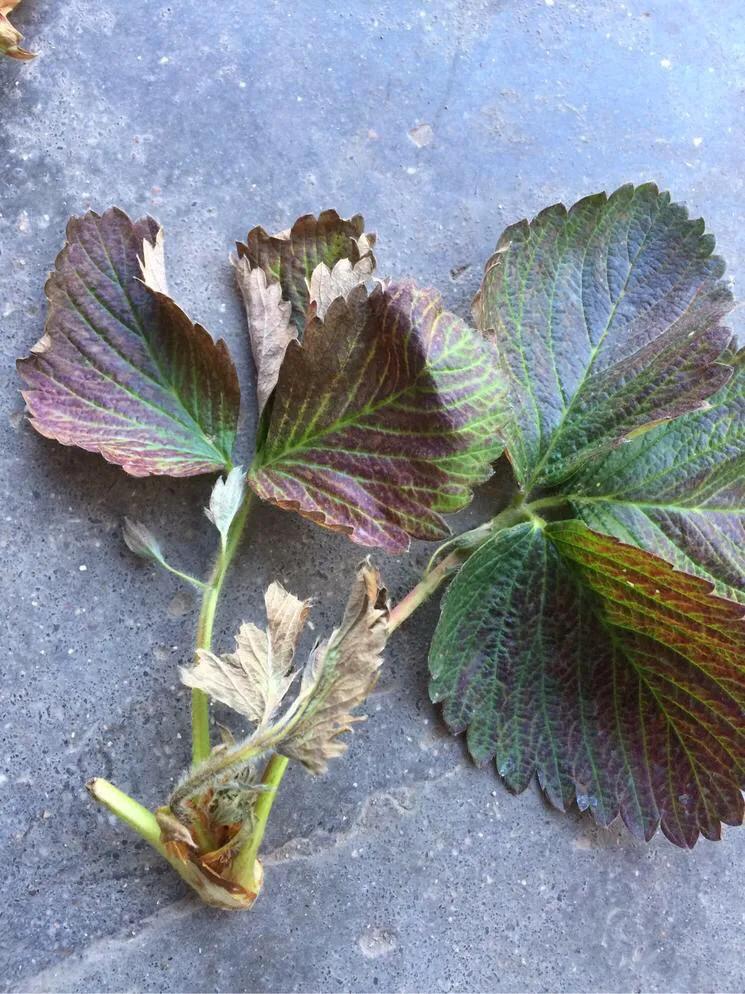 草莓叶片脆什么病害,草莓枯萎病是什么病害