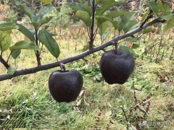 又黑又大的苹果,世界上真有黑色的苹果吗