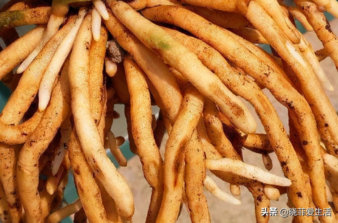 君子兰养了几年不开花要换盆吗,君子兰不开花这样养一年能开两茬