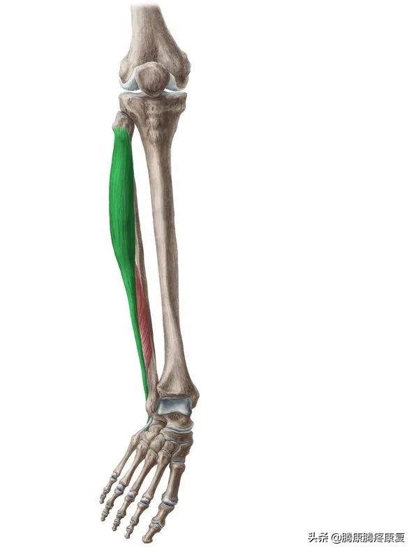 足外翻如何按摩腓骨长肌儿童,足外翻怎样调整腓骨长肌