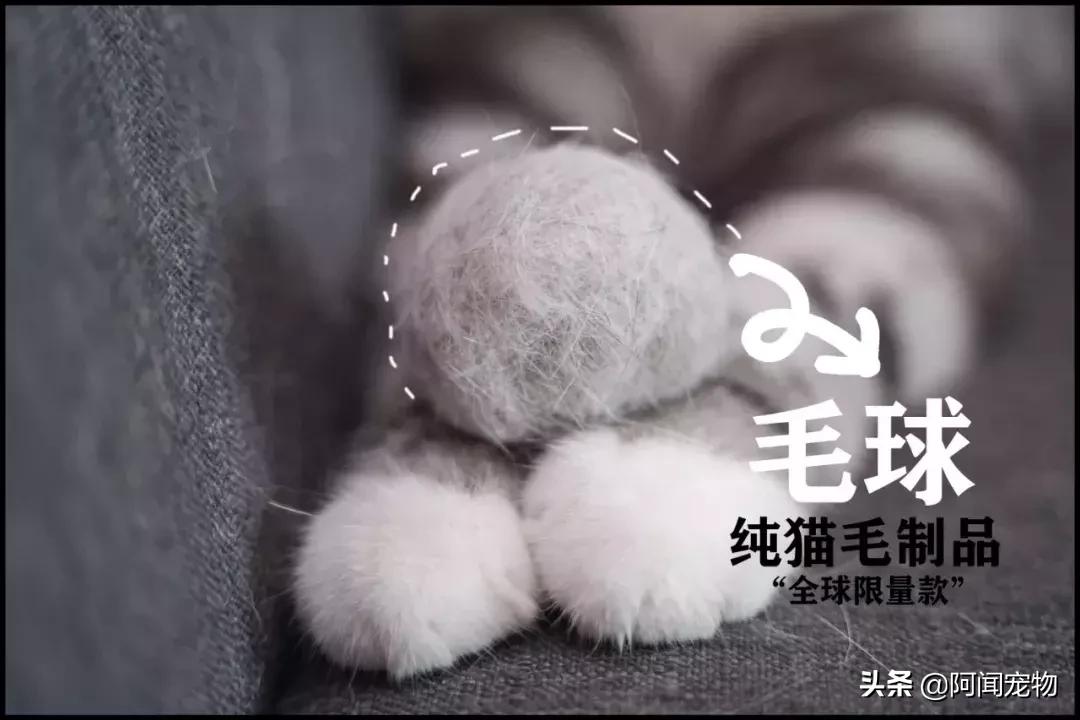 养宠物的哪个瞬间让你最崩溃,养宠物的24个扎心日常