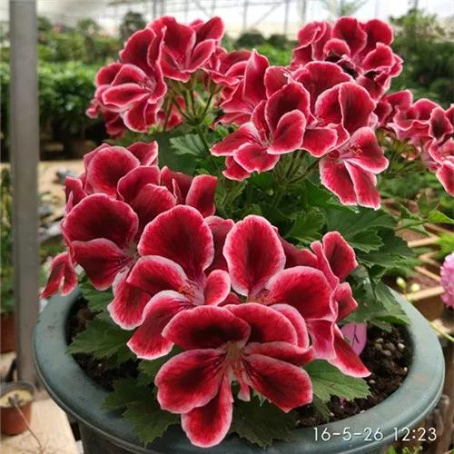 10种天竺葵,天竺葵100种图片大全