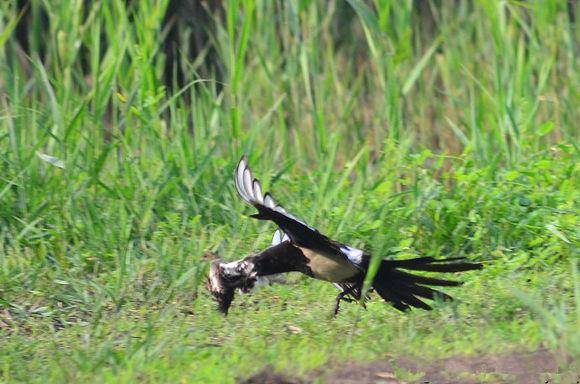 追兔捉鹰,撵兔子逮鹰的话