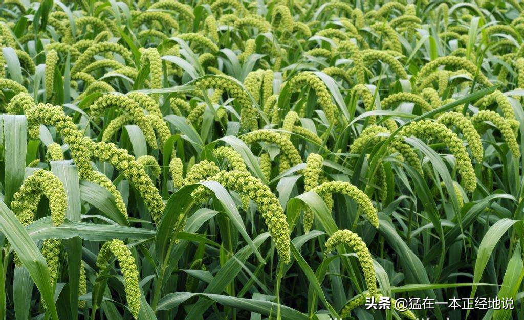 四体勤劳的你，能分得清“五谷”吗