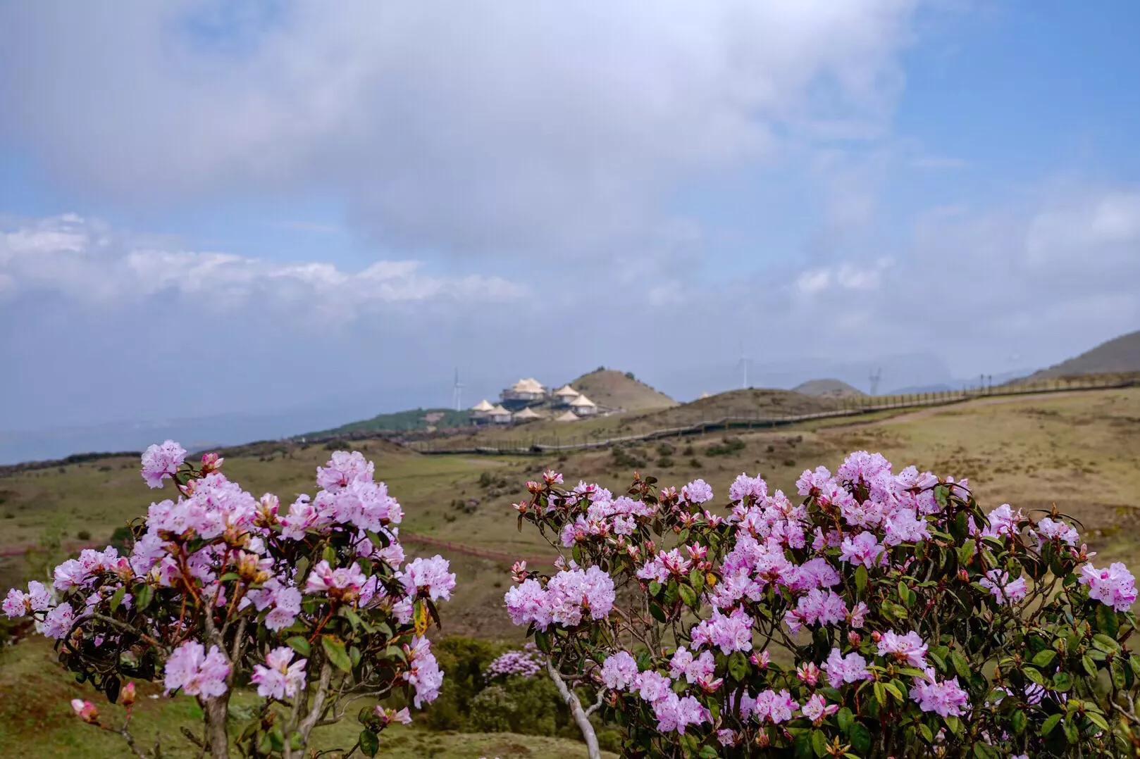 乌蒙大草原高山矮杜鹃,盘州市乌蒙大草原高山