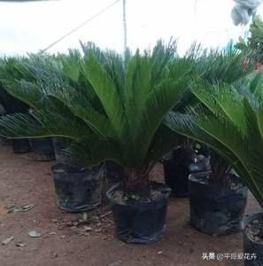 铁树叶子发黄干枯小妙招,红铁树叶子尖发黄怎么办