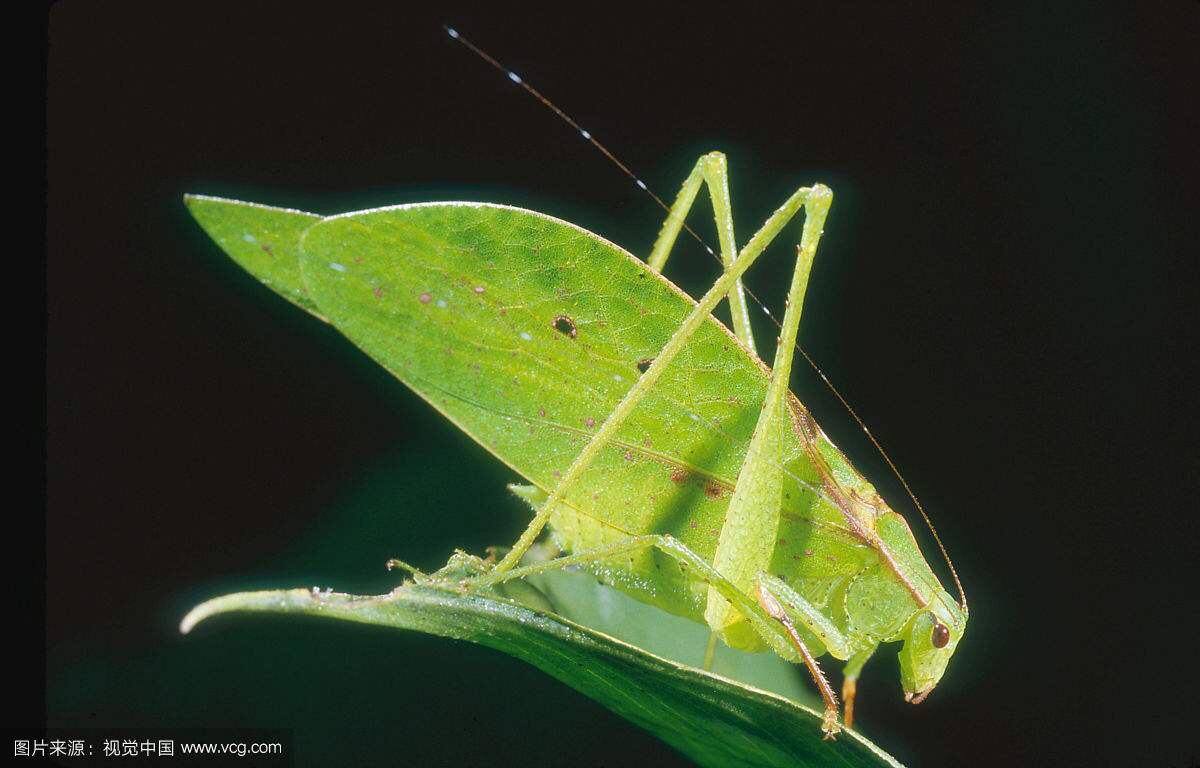 中药材叫姑姑(纺织娘)