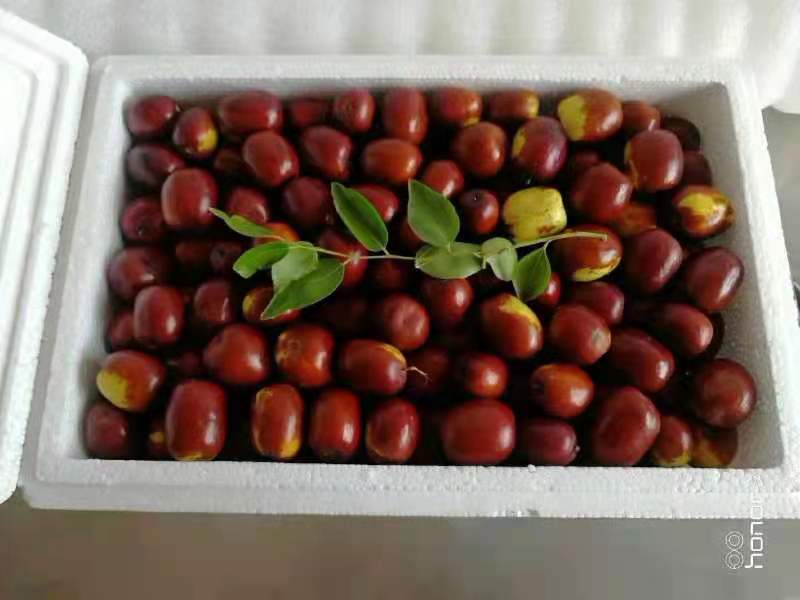 山西稷山板枣新品种,山西稷山板枣