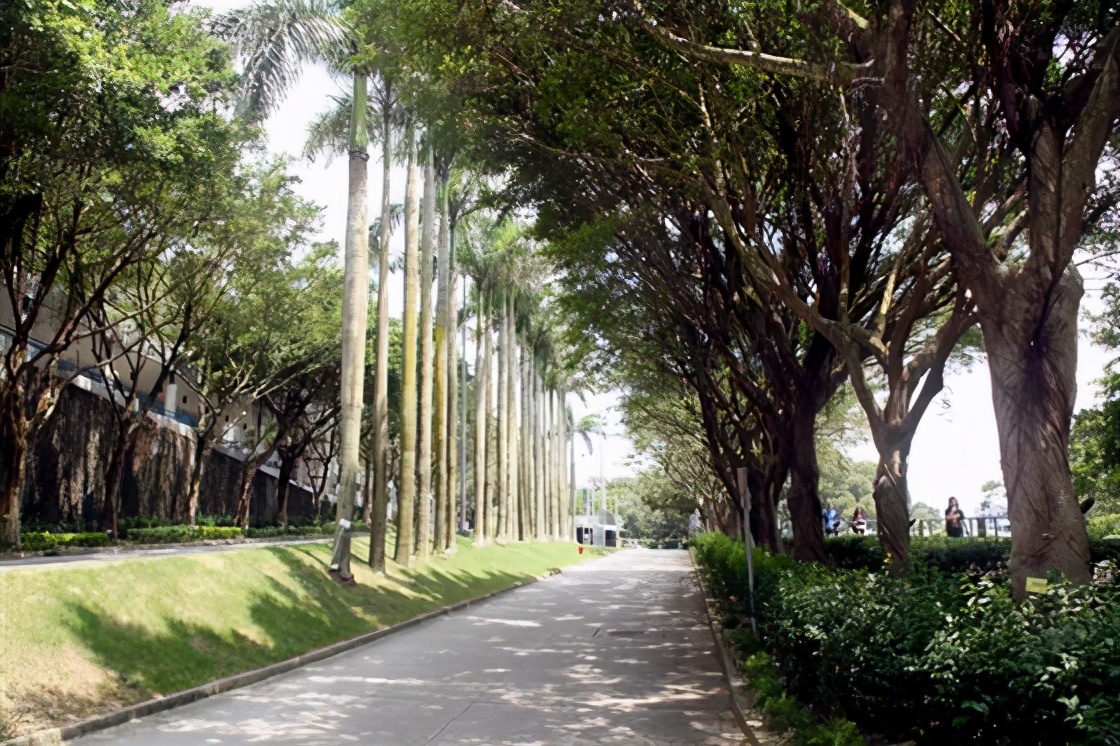 香港科技大学全球运营,香港科技大学多元卓越计划