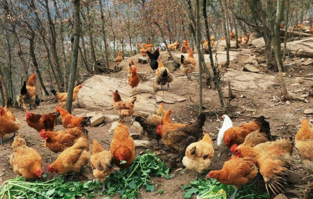 养殖土鸡模式,土鸡养殖技术及销售方法