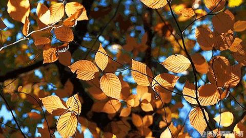 秋天你好吗,秋天你好