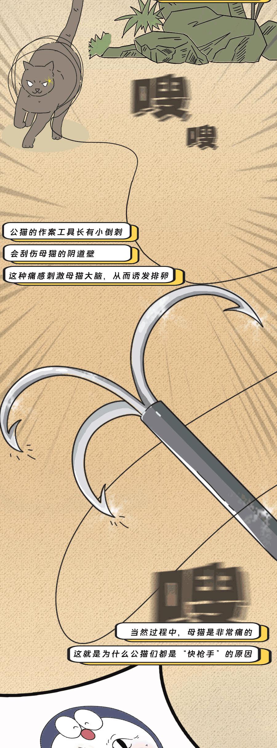 那些羞羞的事：动物是如何啪啪啪的？