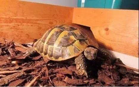 关于新手养龟需要注意的几个问题,怎么养龟才让它认主人