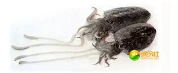 舟山4月份海鲜攻略,舟山海鲜代加工攻略