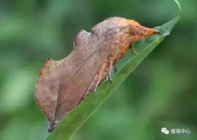 柑橘害虫最佳治疗方法,柑橘春季需要防治哪些害虫